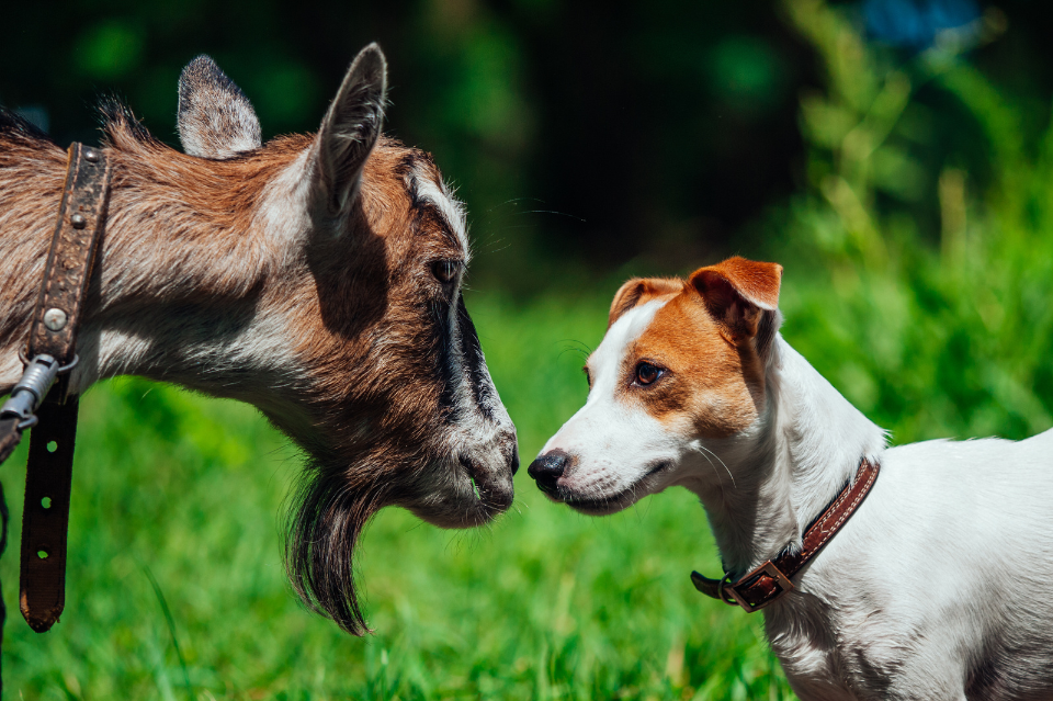 PENGGEMBALA KAMBING VS DOMBA, CATATAN AWAL TAHUN