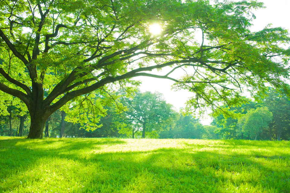 MANUSIA DAN SEBATANG POHON